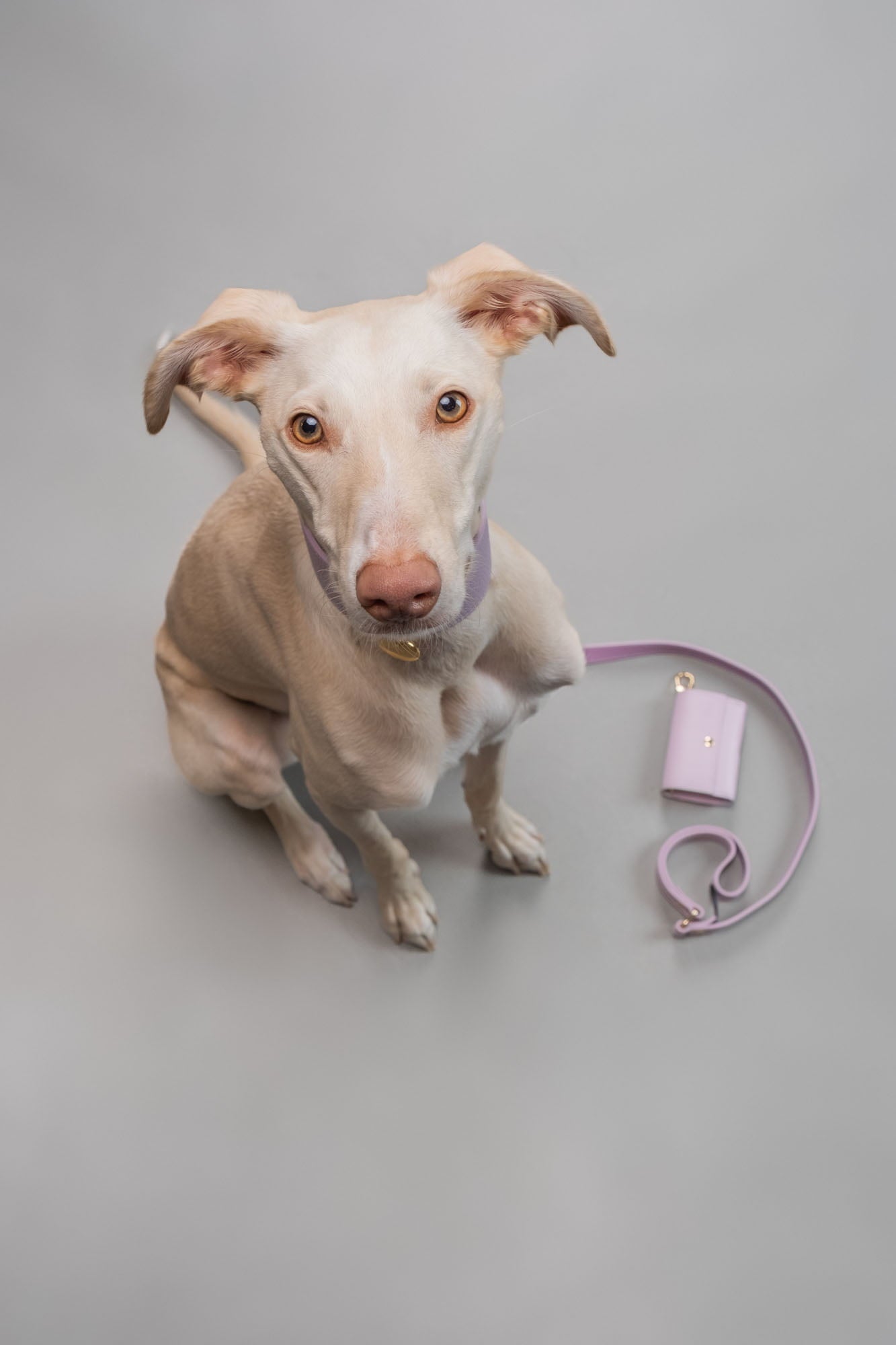collar-galgo-juno-lavanda-4.jpg