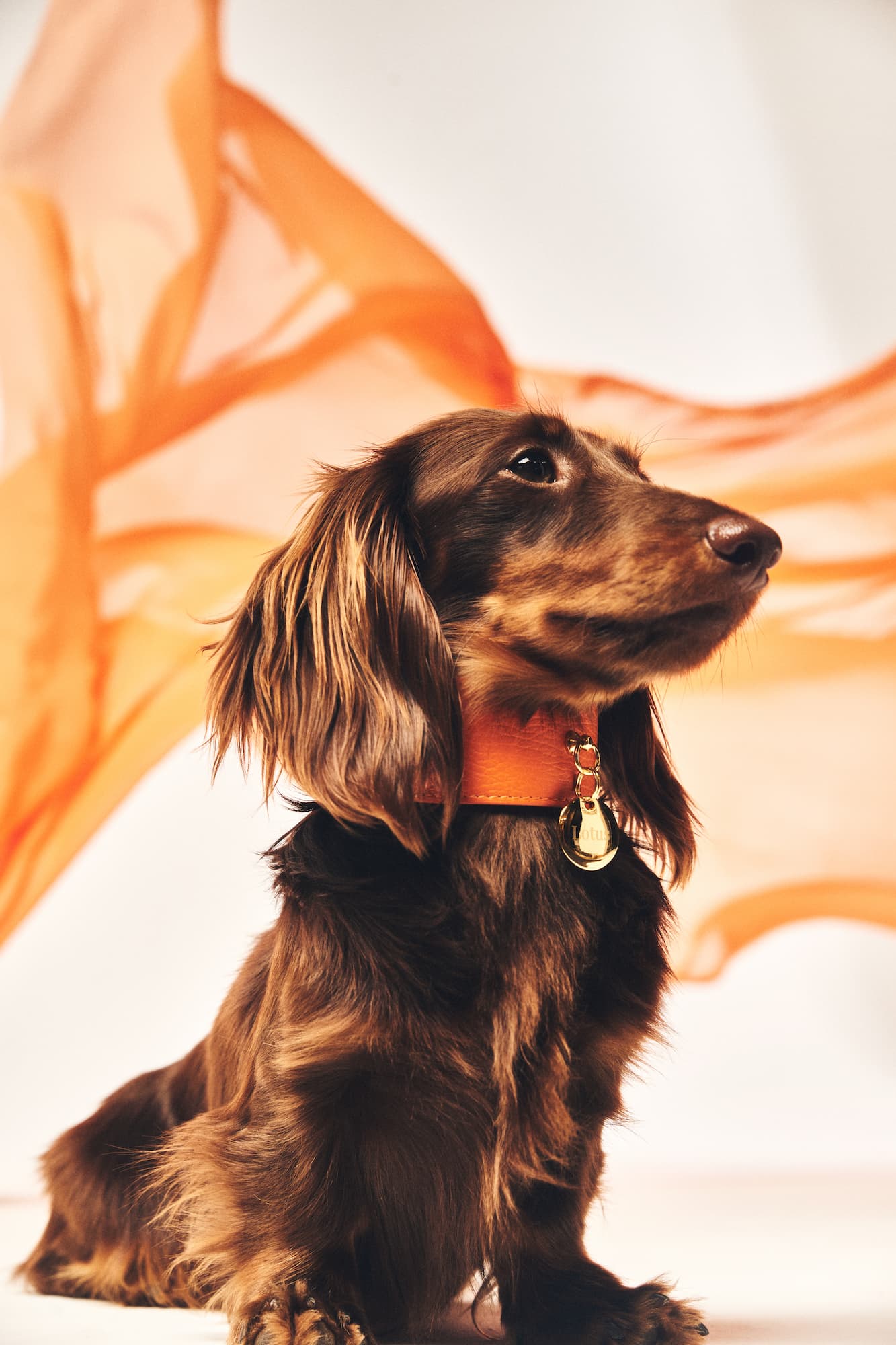 collar de perro color naranja