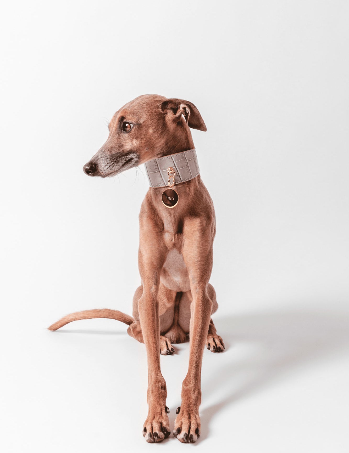 collar-galgo-lia-gris-modelo_02.jpg