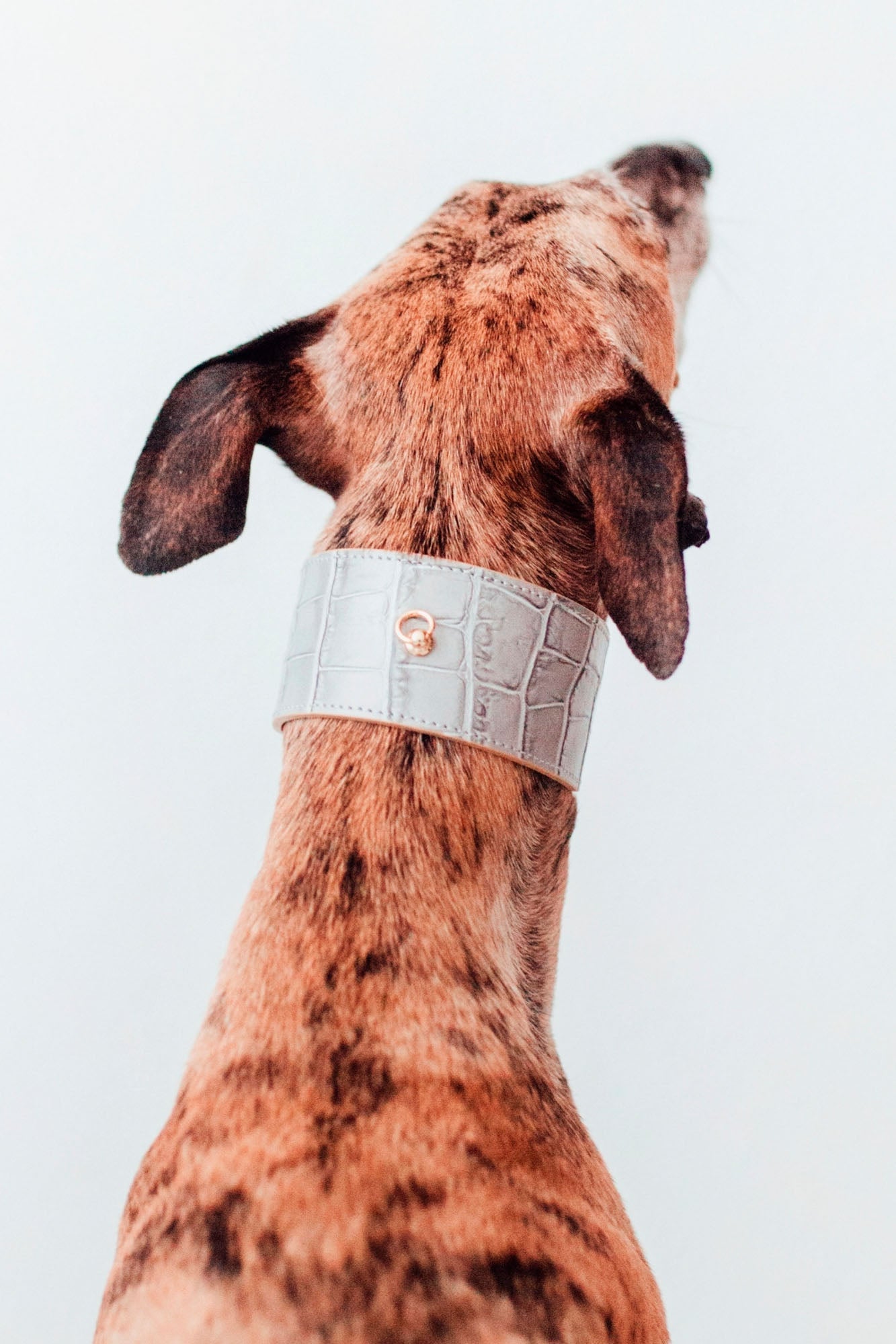 Collar Galgo Lia gris