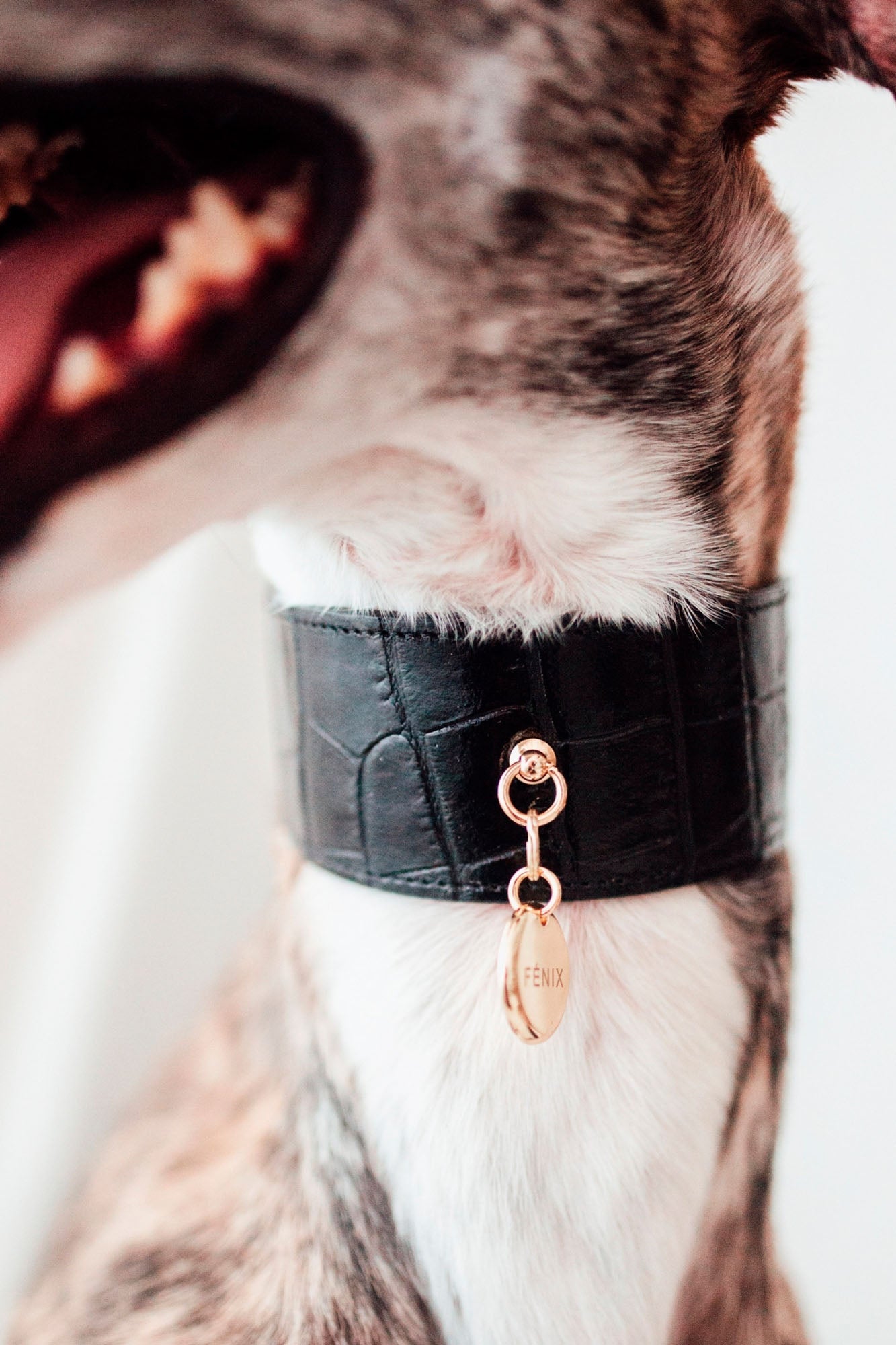 Collar Galgo Lia negro