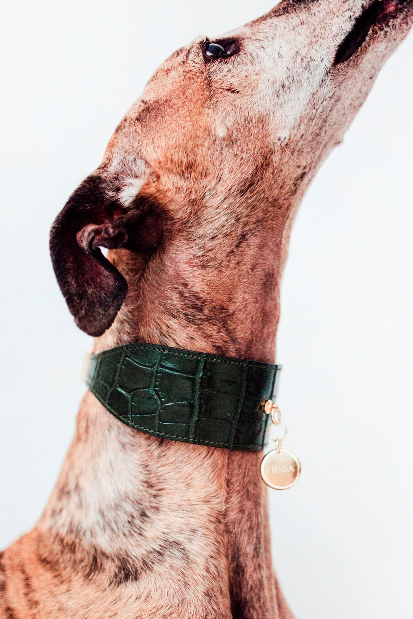 Collar Galgo Lia verde oscuro