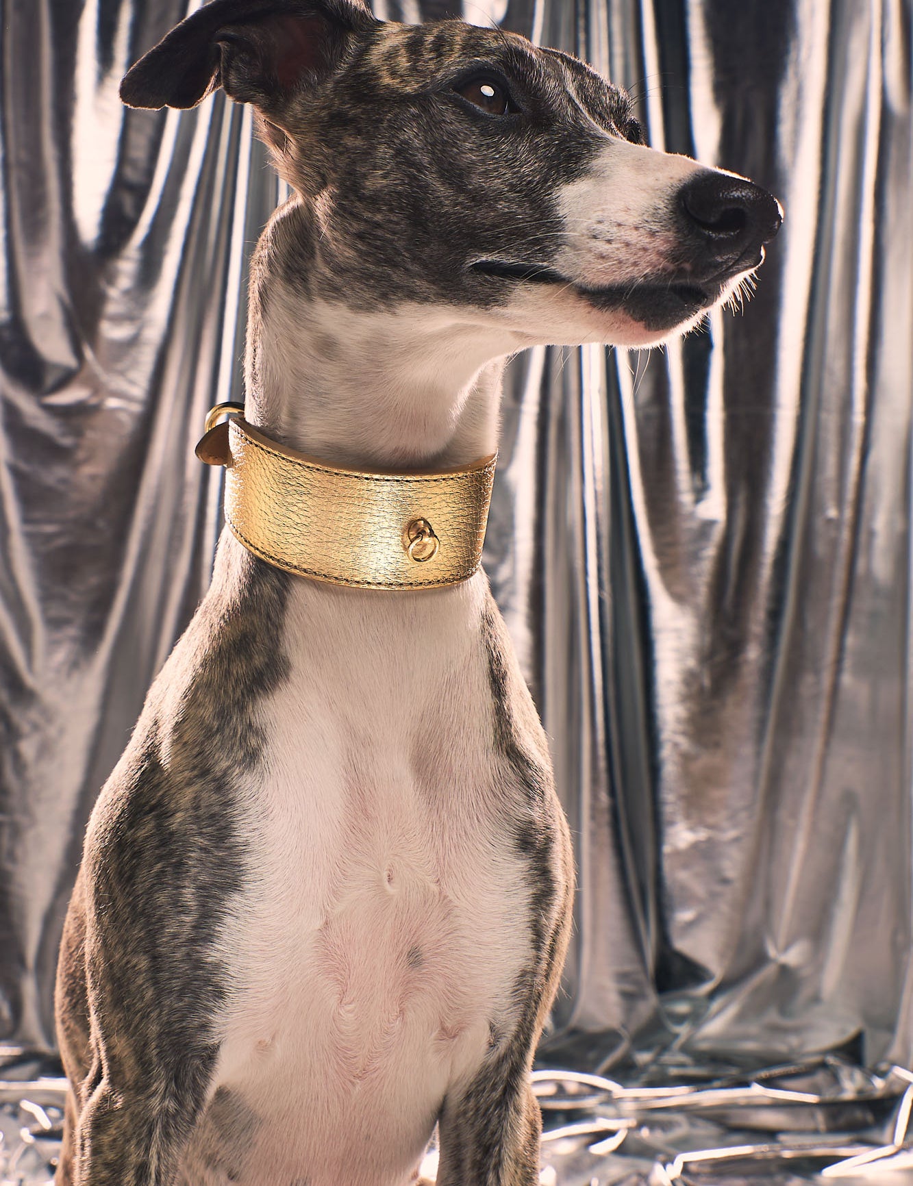 collar-galgo-metal-dorado-lifestyle-01.jpg