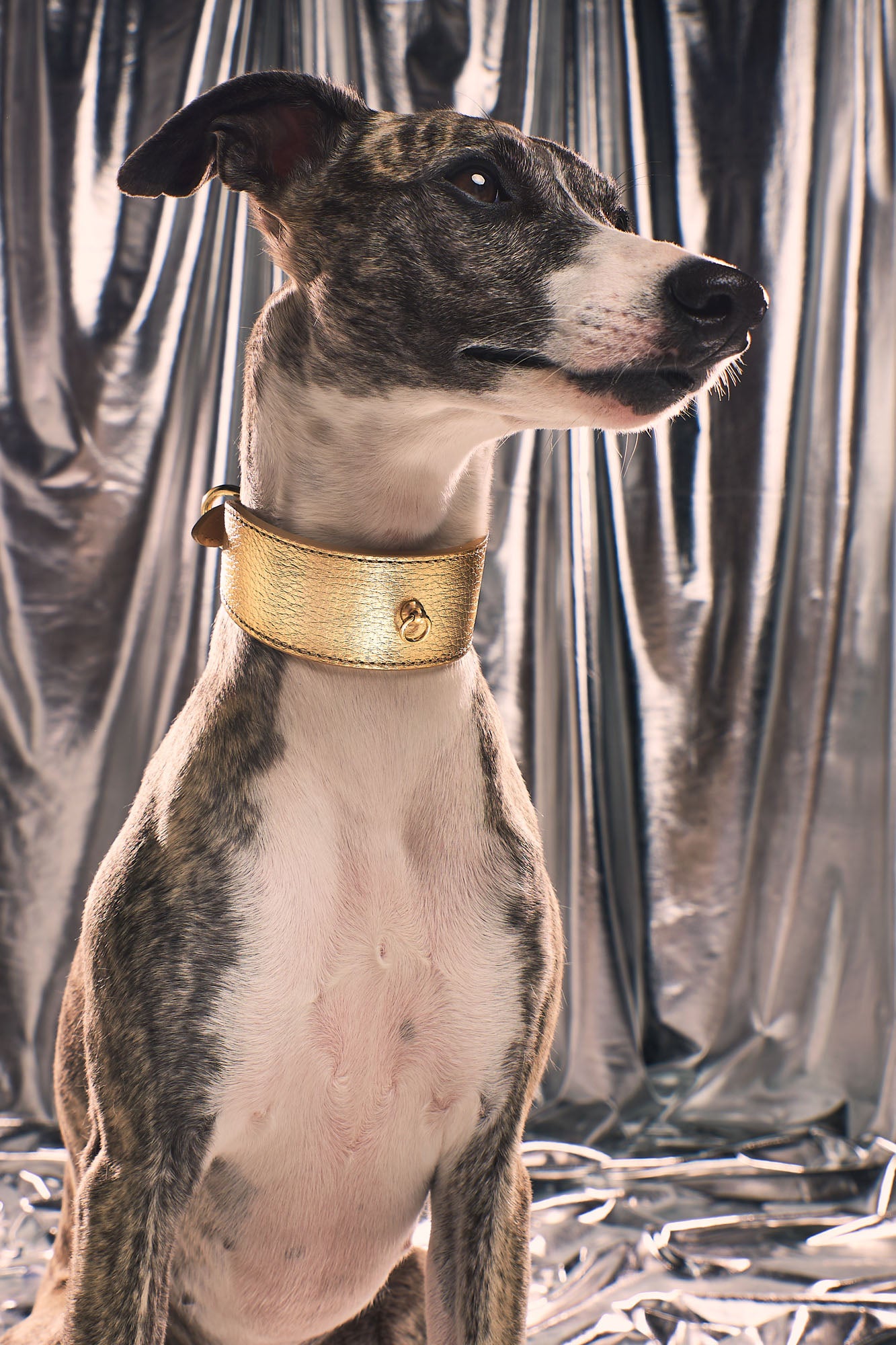 Golden Greyhound Metal collar