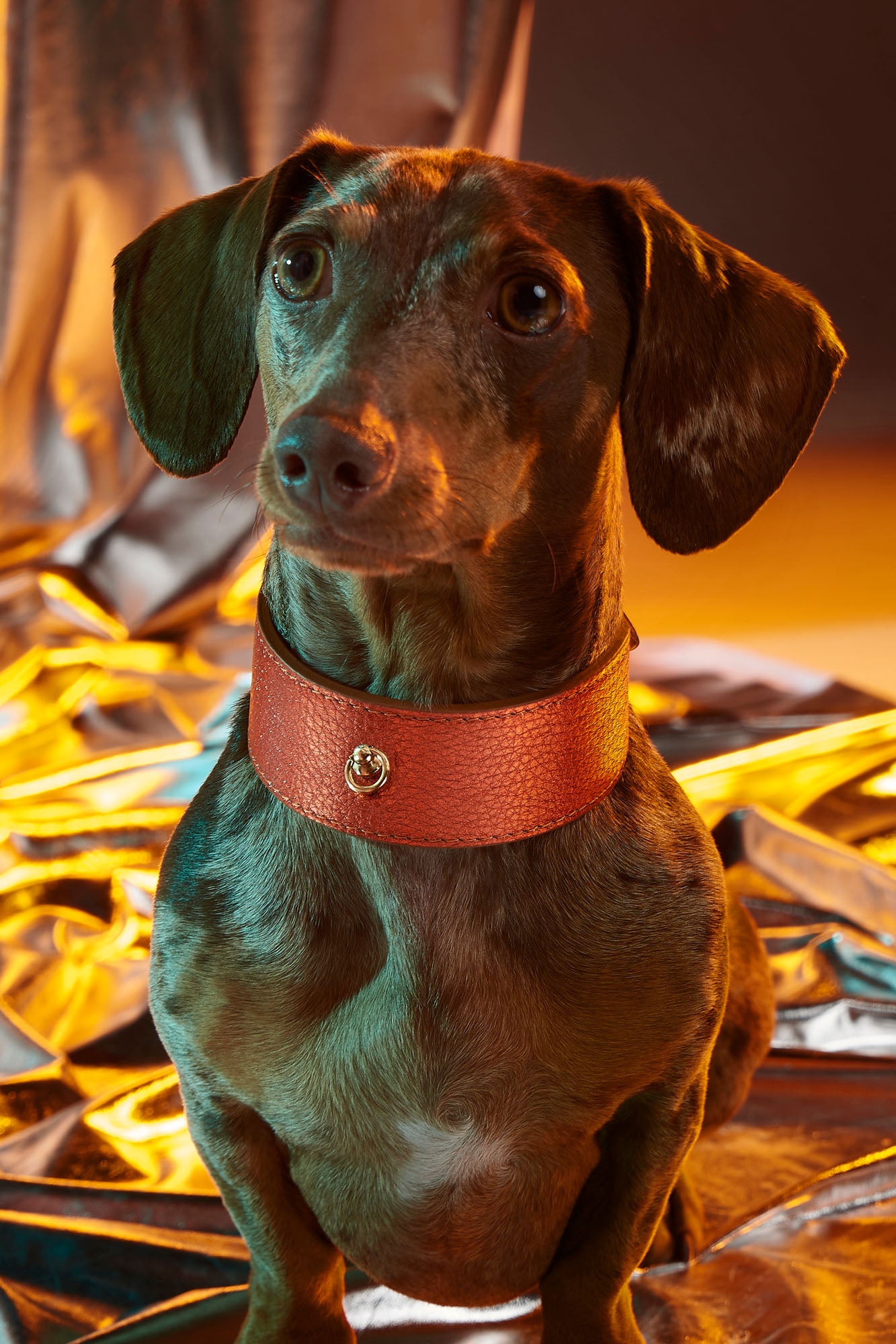 Orange Greyhound Metal collar