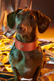 Orange Greyhound Metal collar