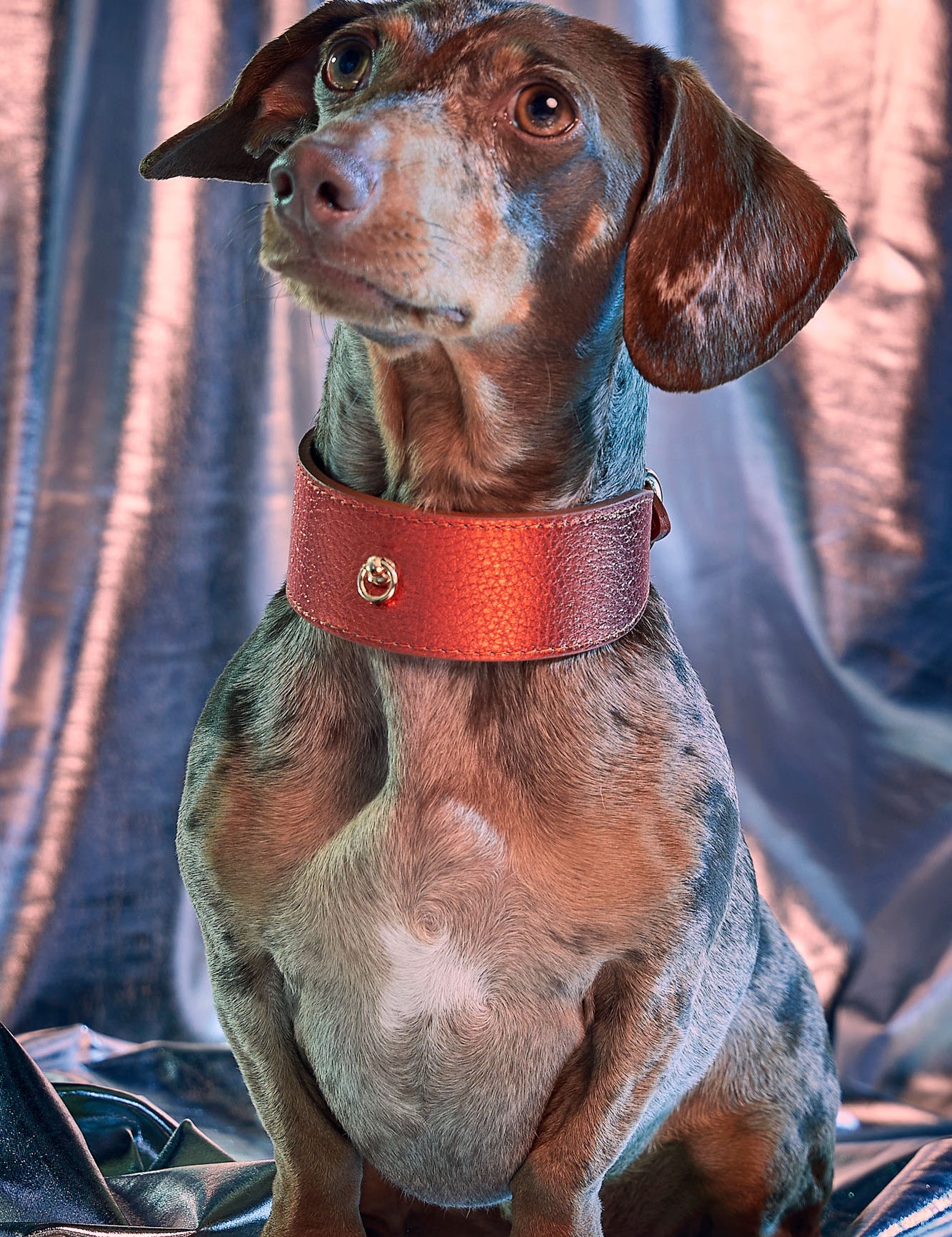 collar-galgo-metal-naranja-lifestyle-02.jpg