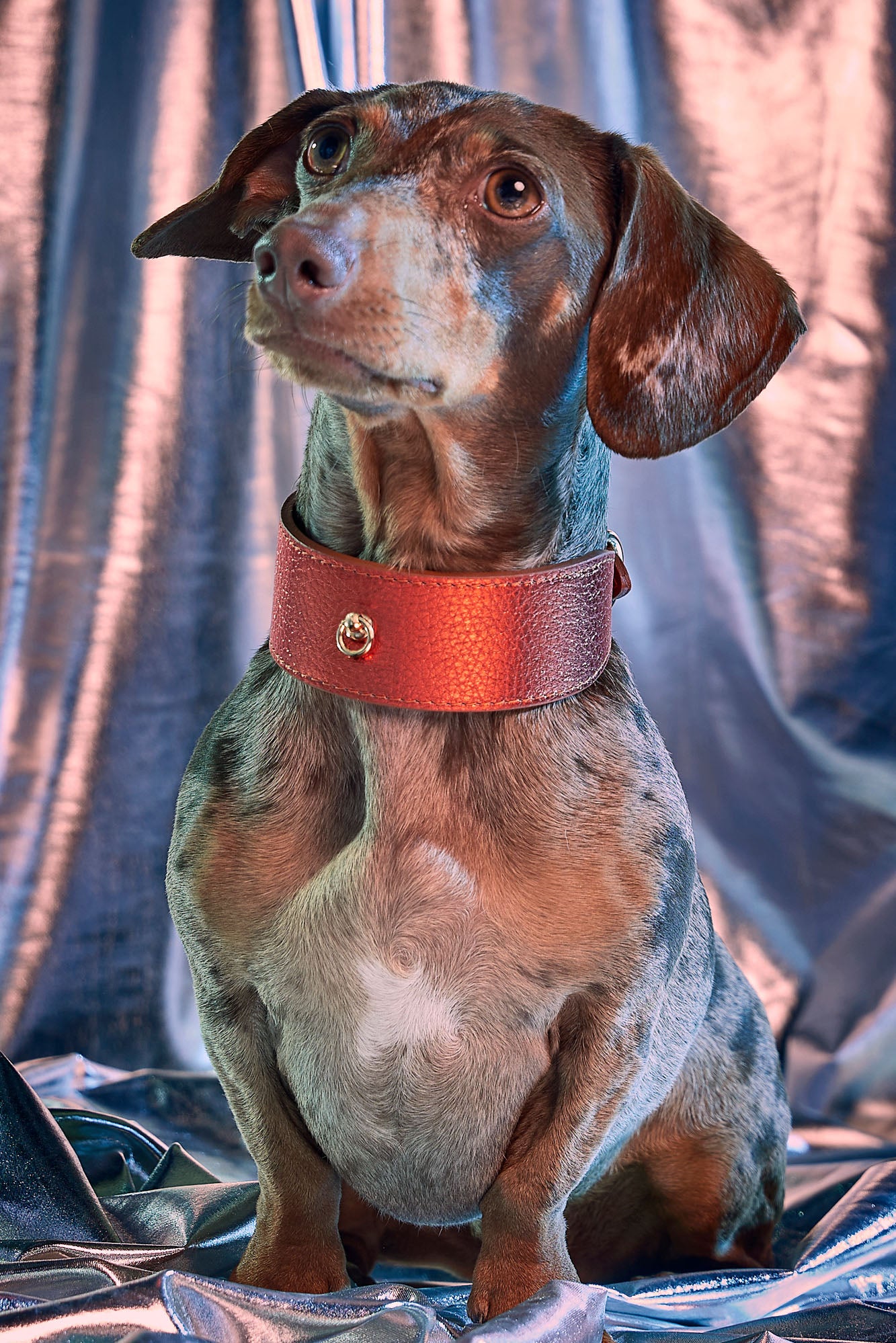 Orange Greyhound Metal collar