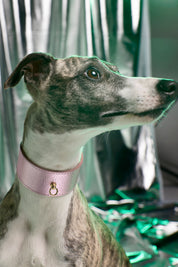 Pink Greyhound Metal collar