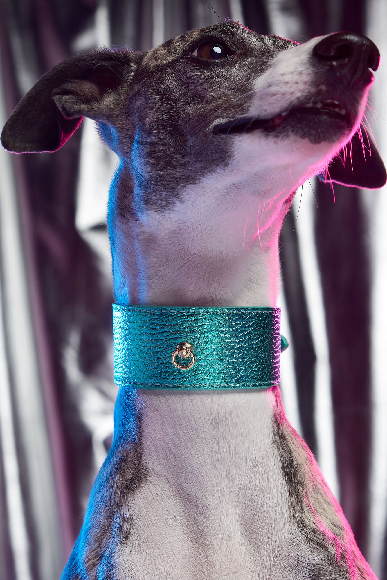 Turquoise Greyhound Metal collar