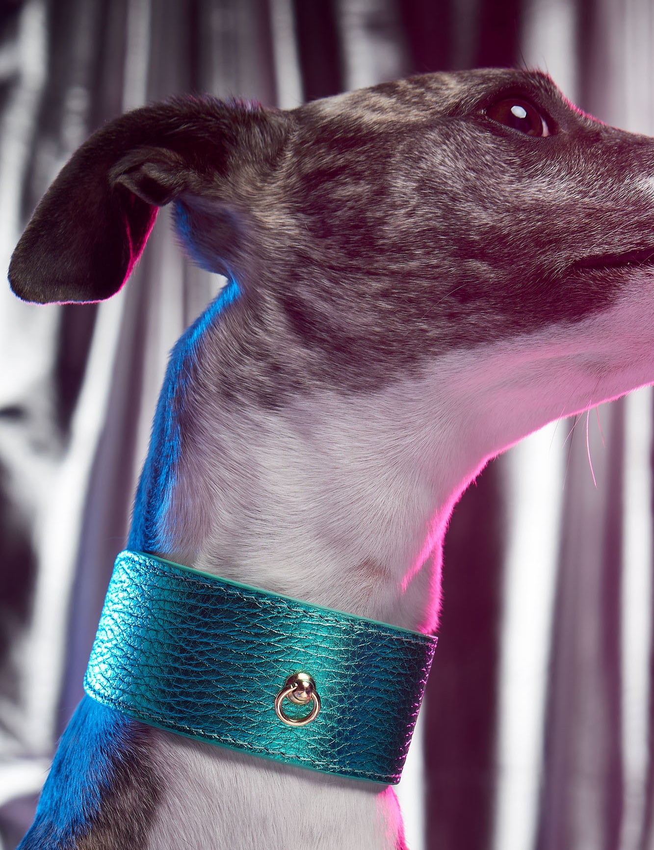 collar-galgo-metal-turquesa-lifestyle-02.jpg