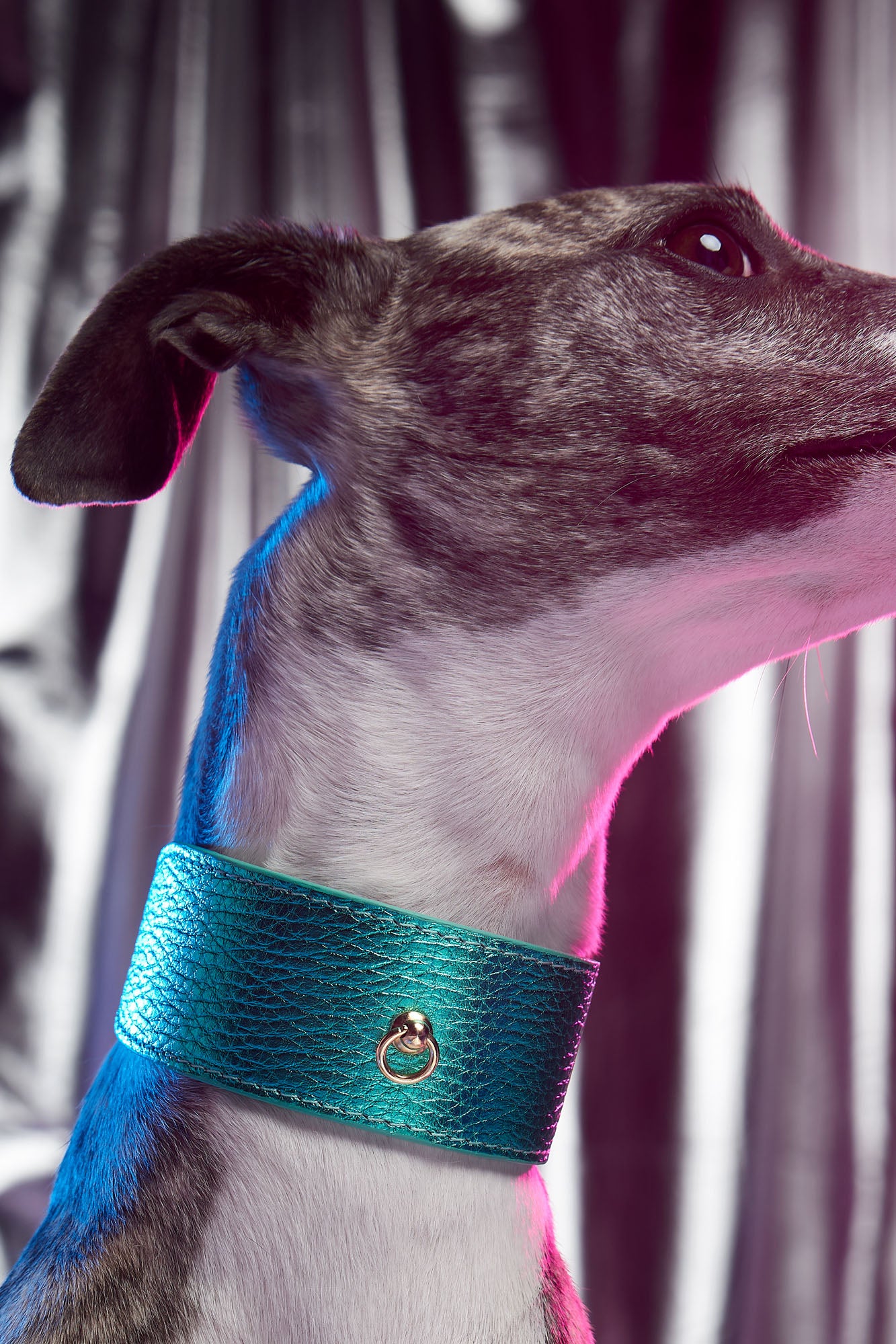 Turquoise Greyhound Metal collar