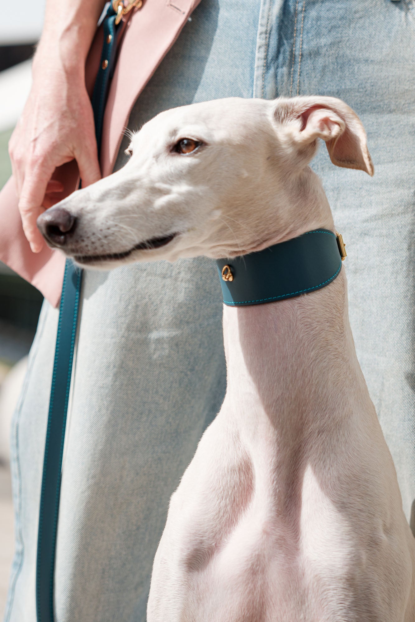 Navy blue Greyhound Nara collar