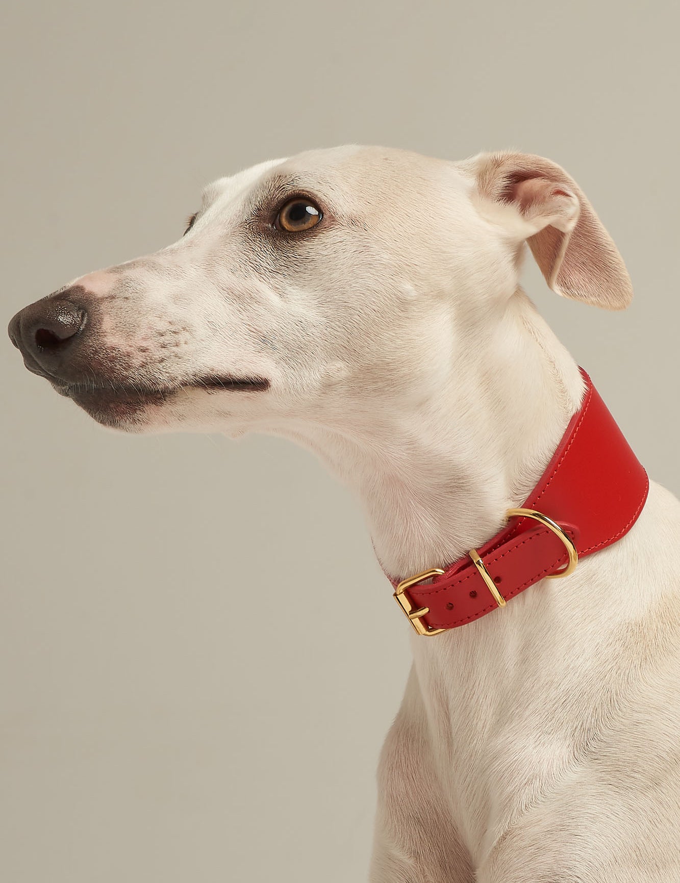 collar-galgo-nara-rojo-lifestyle-01.jpg