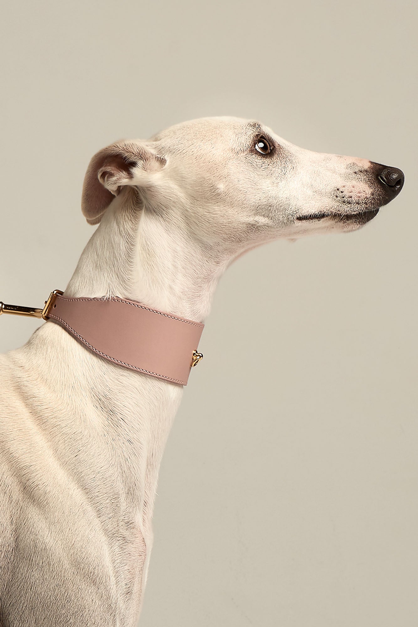 collar-galgo-nara-rosa-lifestyle.01.jpg