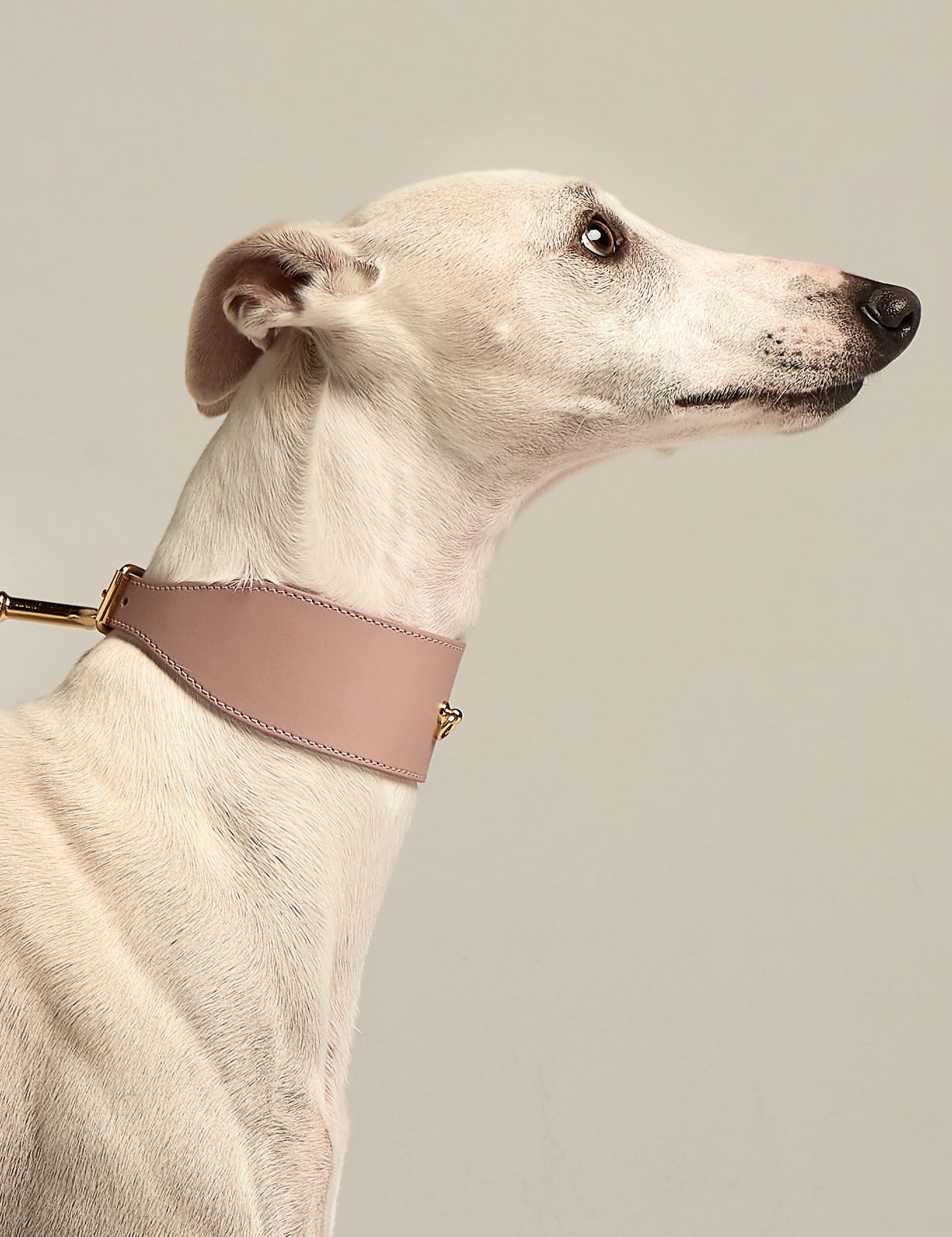 collar-galgo-nara-rosa-lifestyle.01.jpg