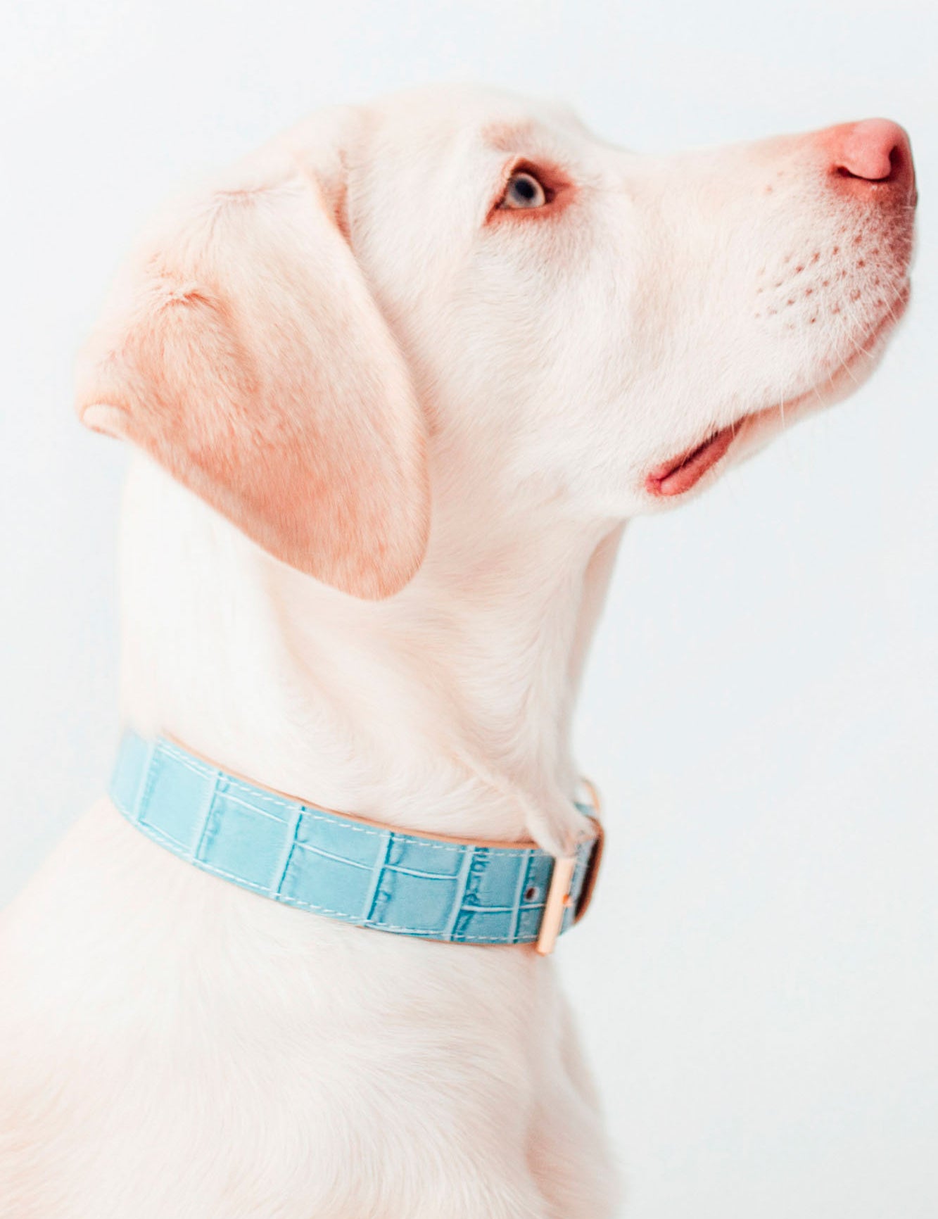 collar-perro-lia-azul-cielo-frontal-modelo_01.jpg