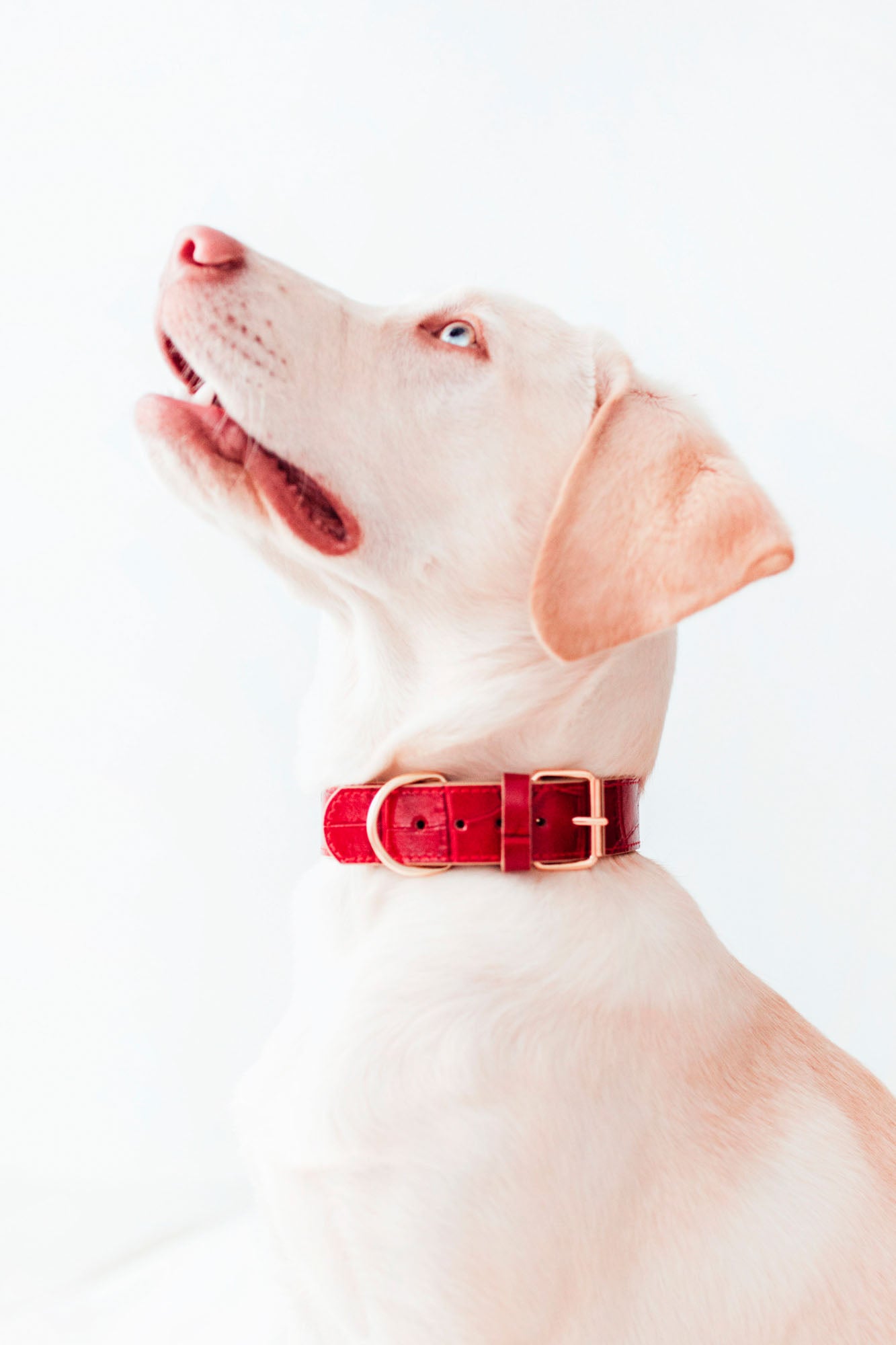 collar-perro-lia-rojo-modelo_01.jpg