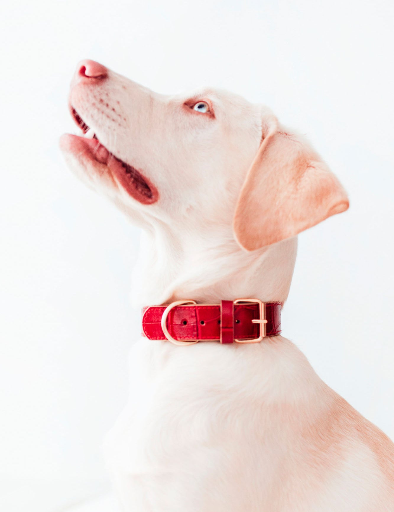 collar-perro-lia-rojo-modelo_01.jpg