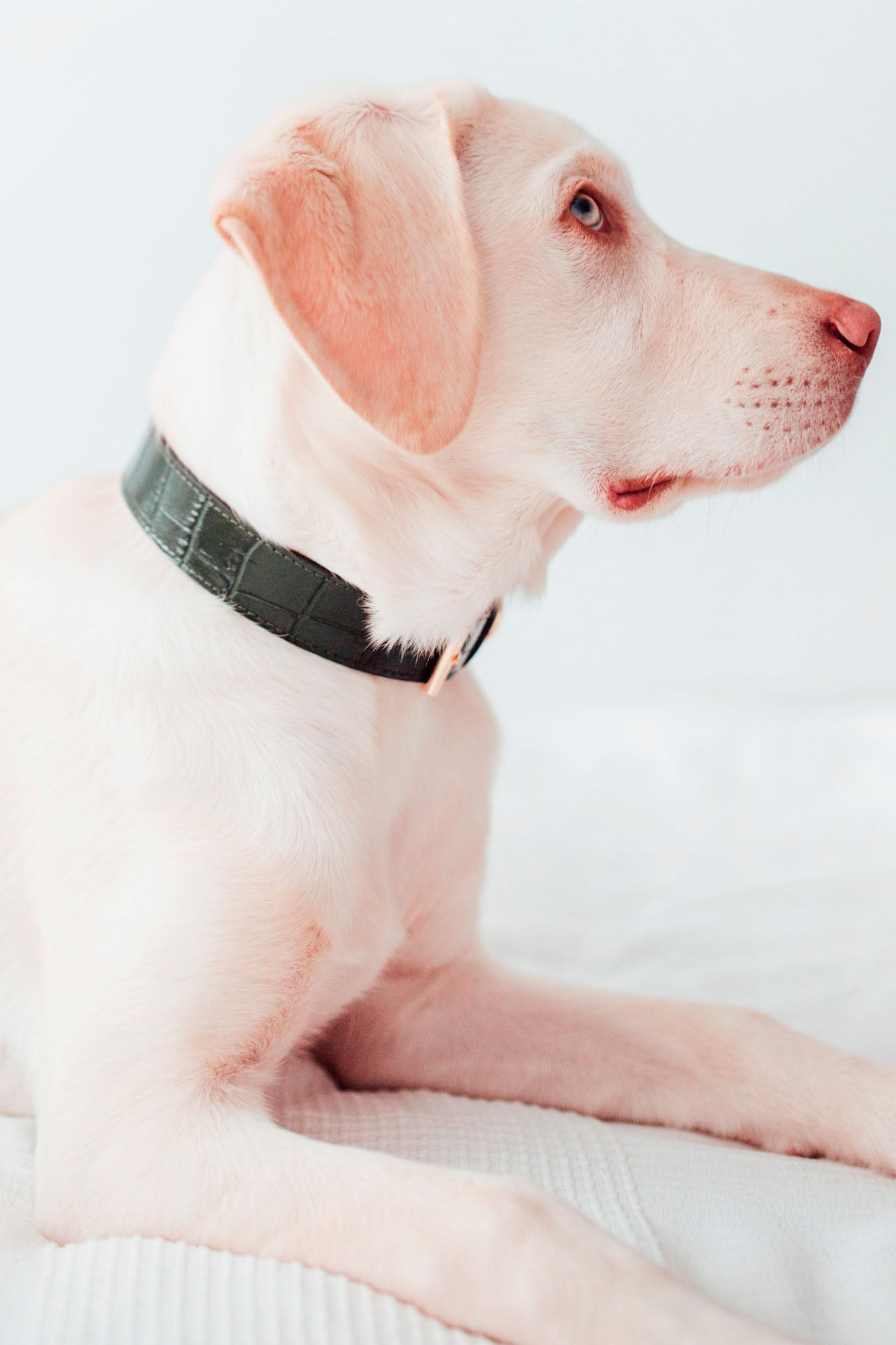 collar verde oscuro para perro pequeño