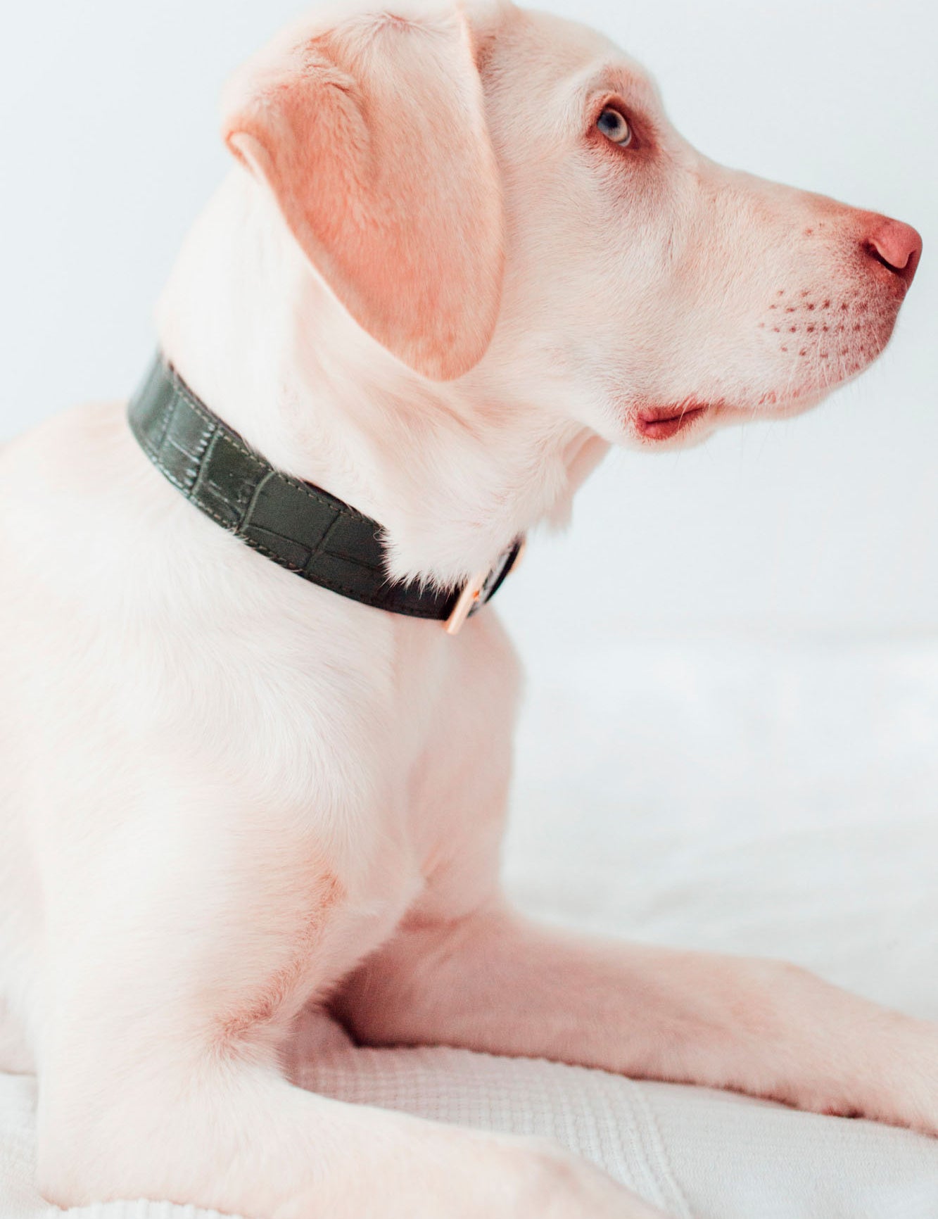 collar-perro-lia-verde-oscuro-modelo_01.jpg