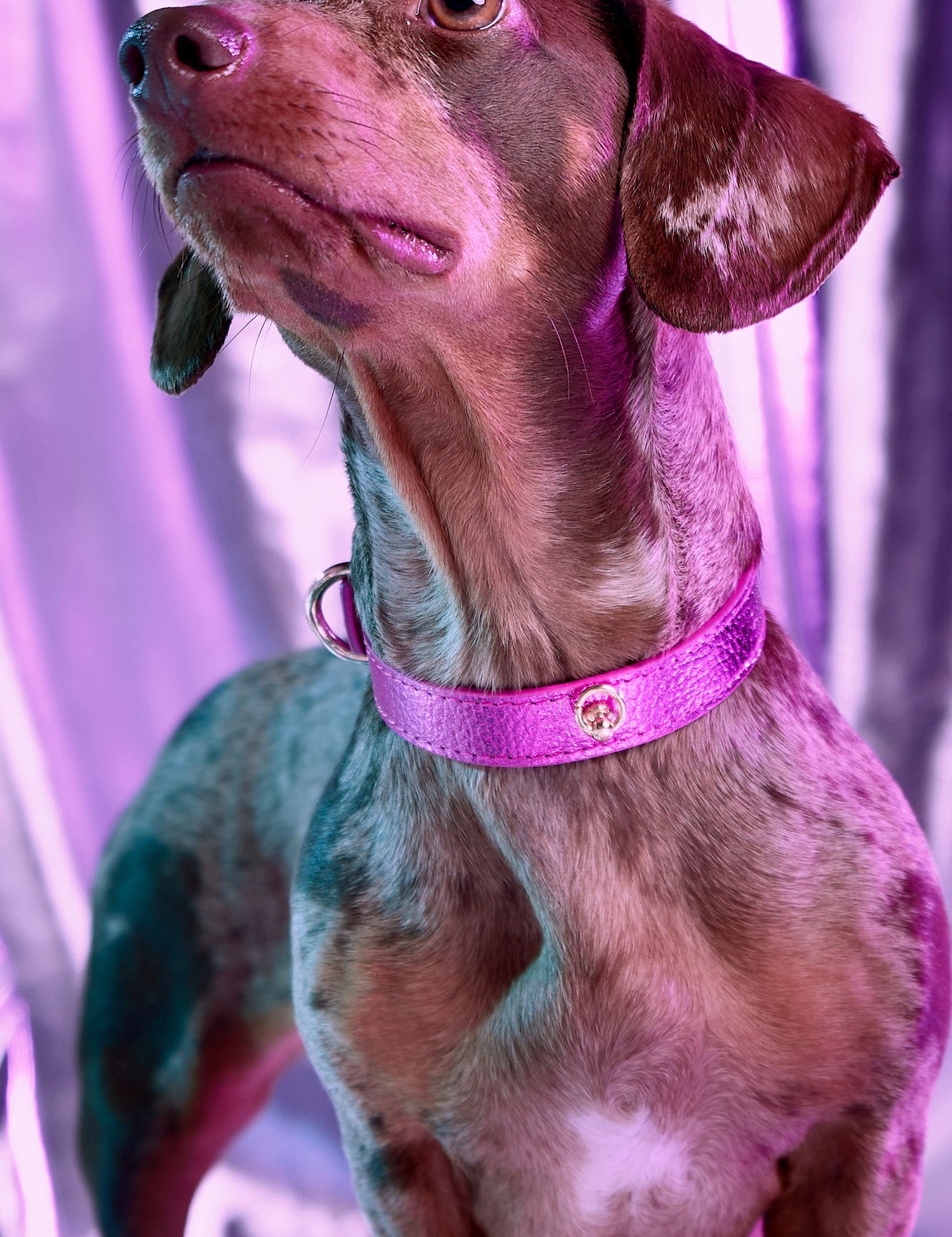 collar-perro-metal-fucsia-lifestyle-02.jpg