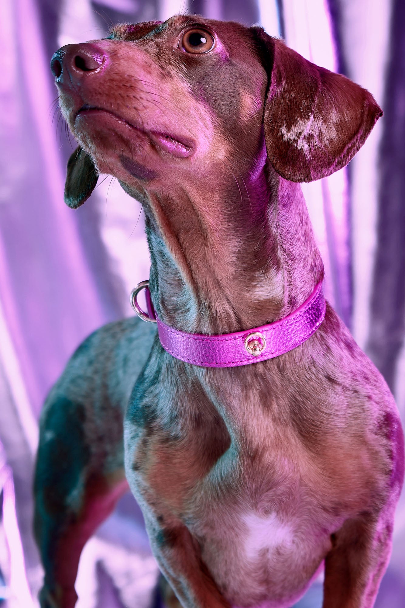 collar-perro-metal-fucsia-lifestyle-02.jpg