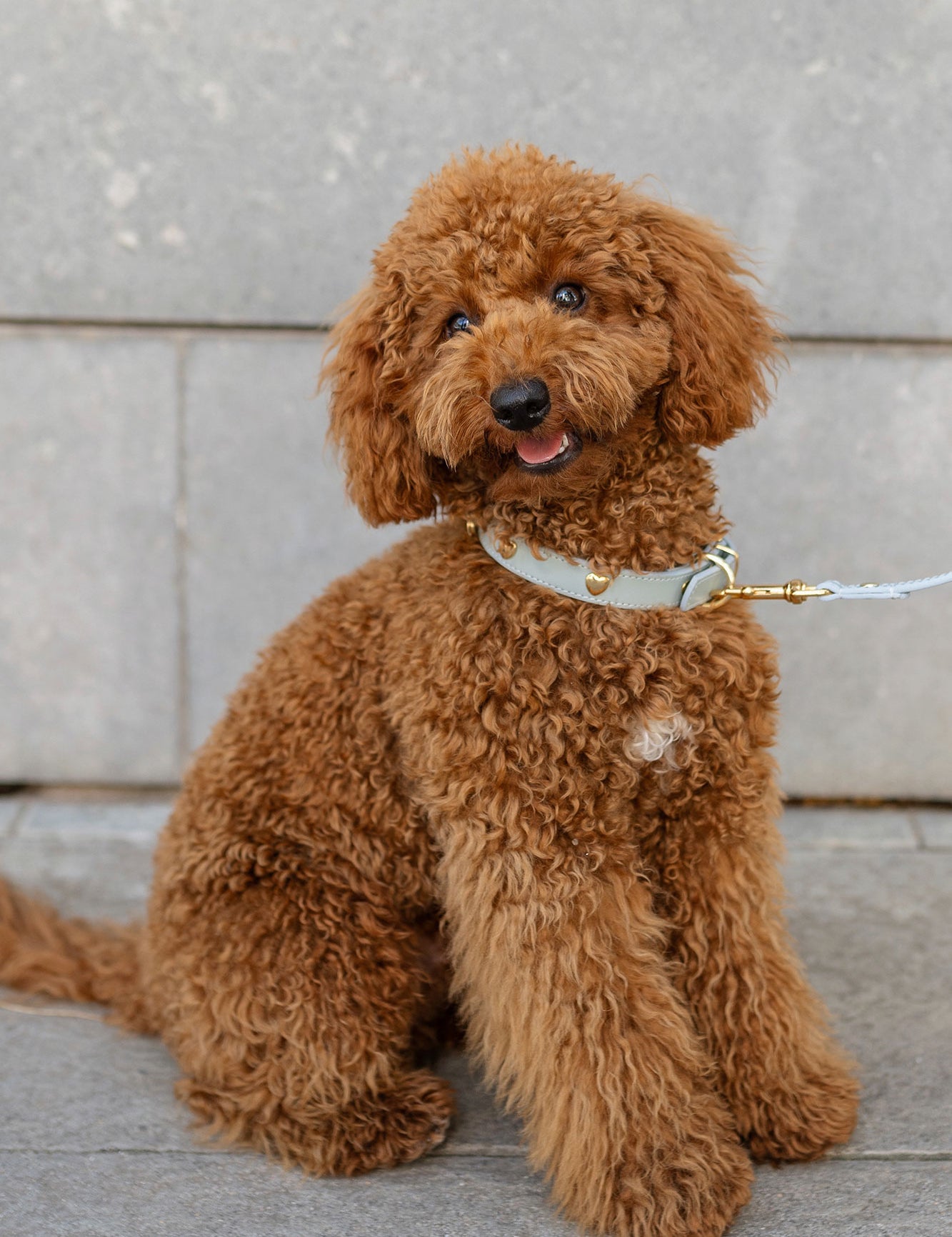 collar-perro-nara-azul-cielo-caniche-frontal.jpg