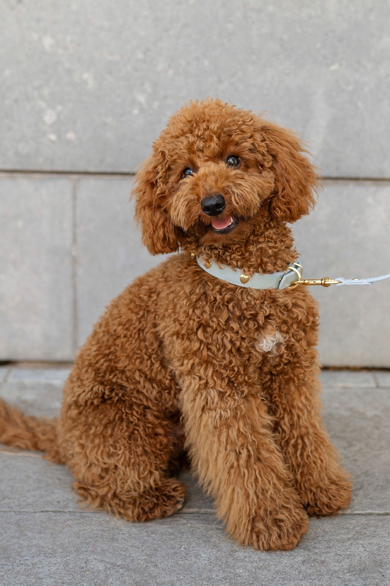 Sky Blue Nara Collar