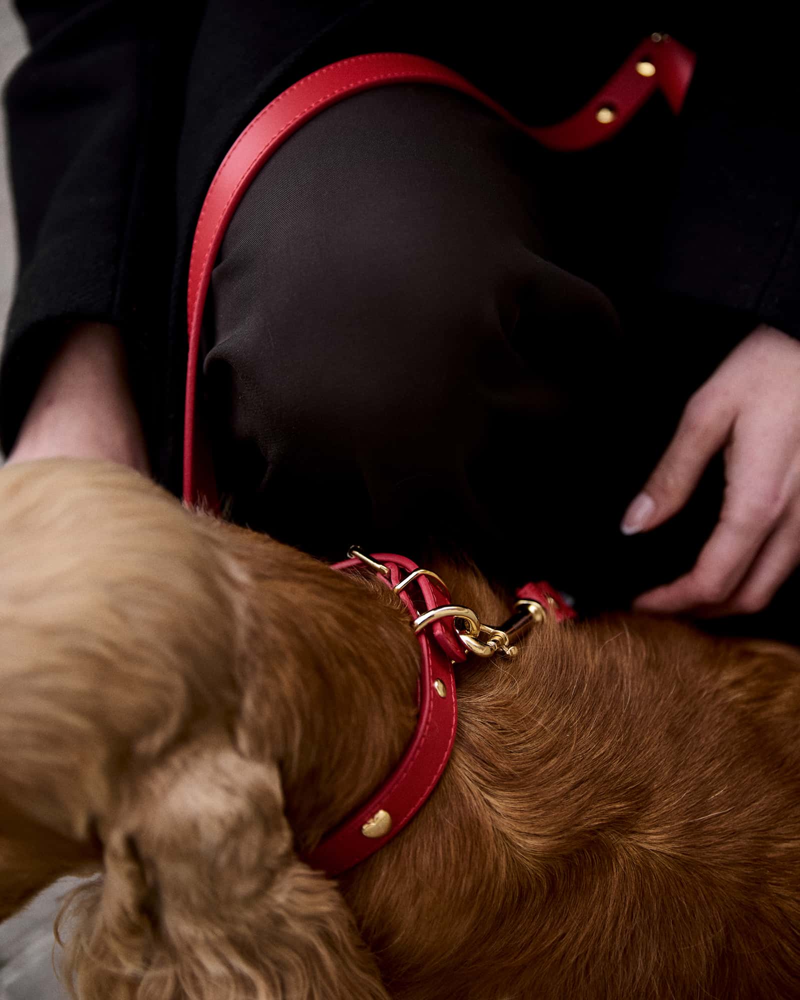 Kit collar perro Nara rojo