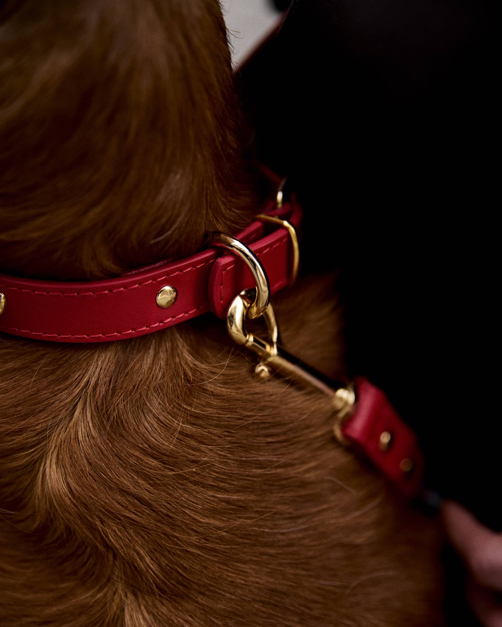 Kit collar perro Nara rojo