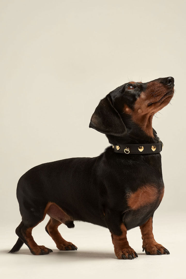 collar-perro-tachuelas-nara-negro-teckel.jpg