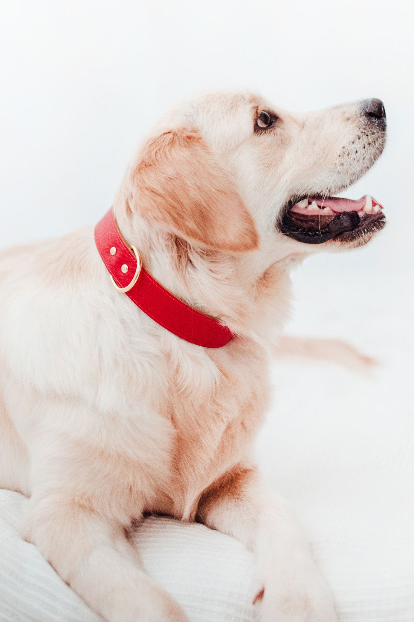 Collar Moni rojo