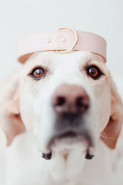 Pink Moni collar