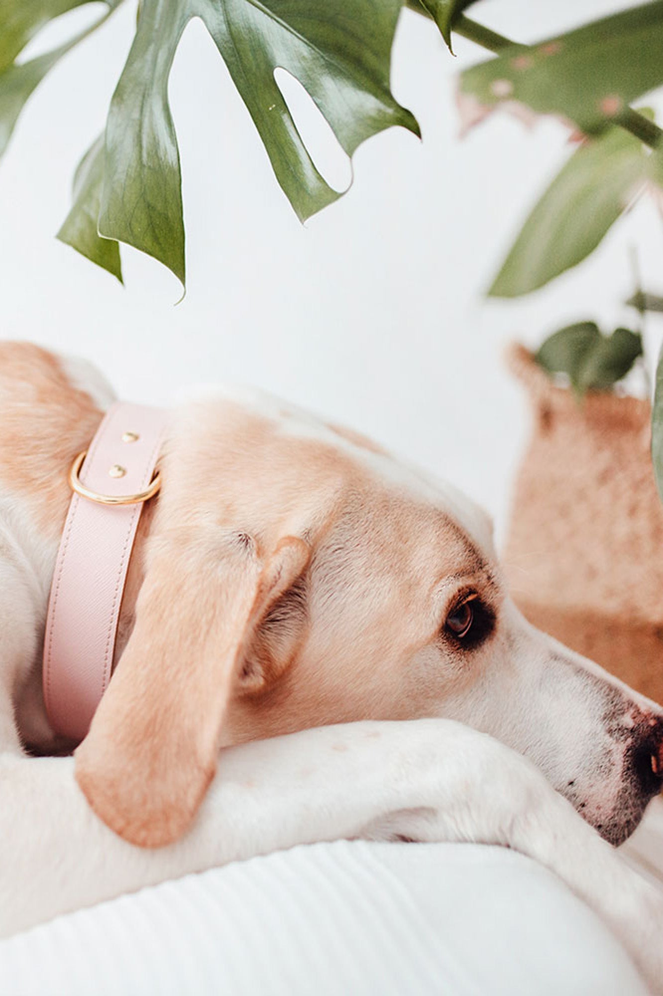 Pink Moni collar