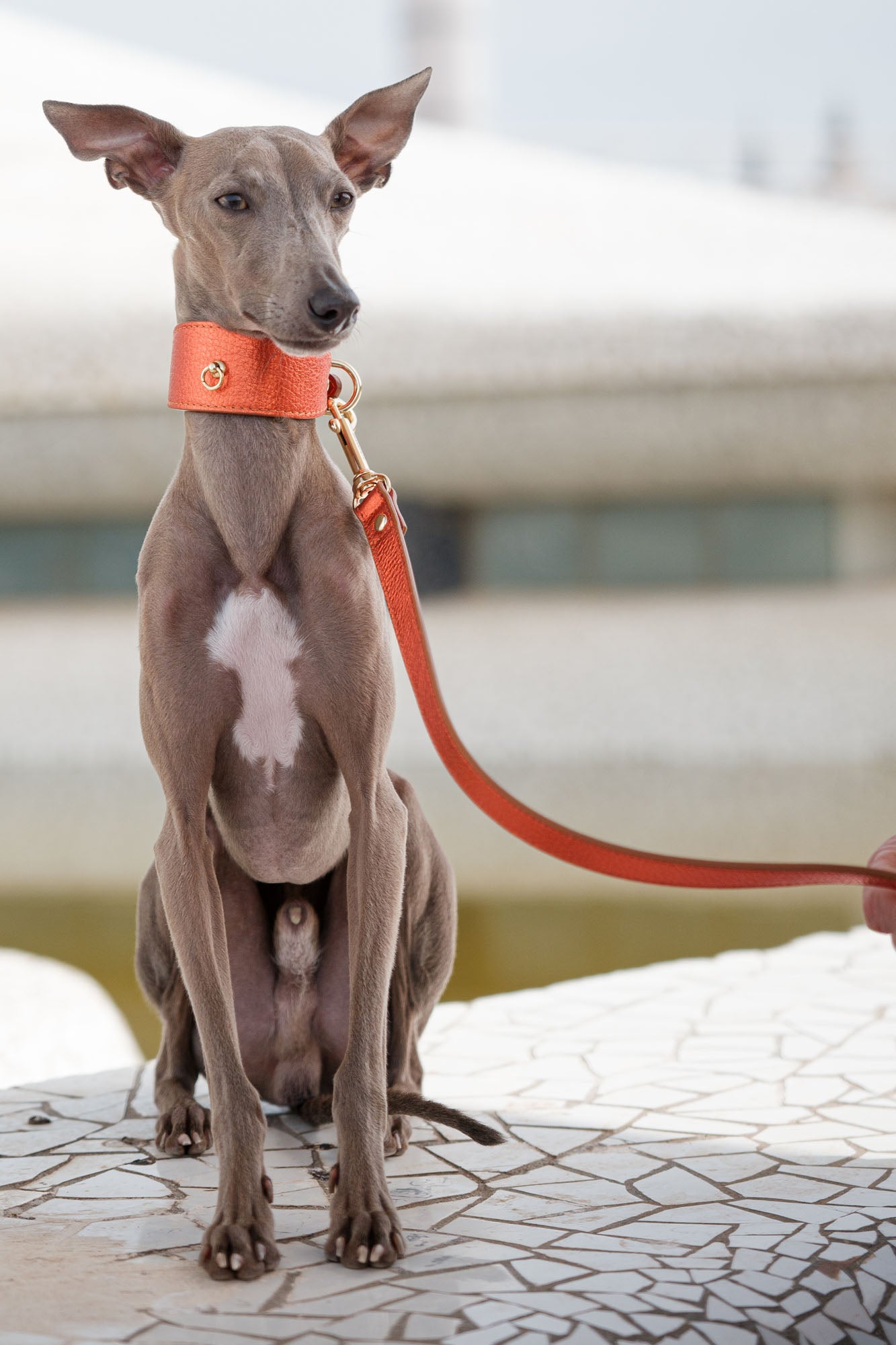 Orange Greyhound Metal collar