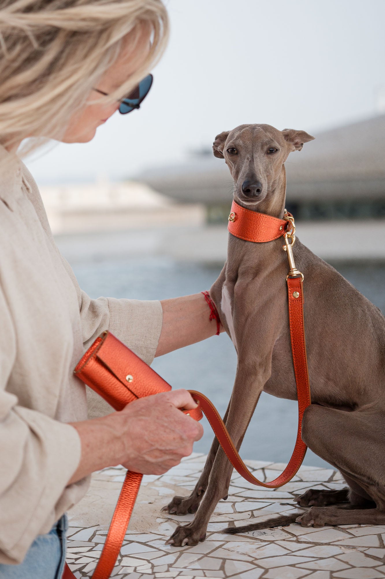 Orange Greyhound Metal collar