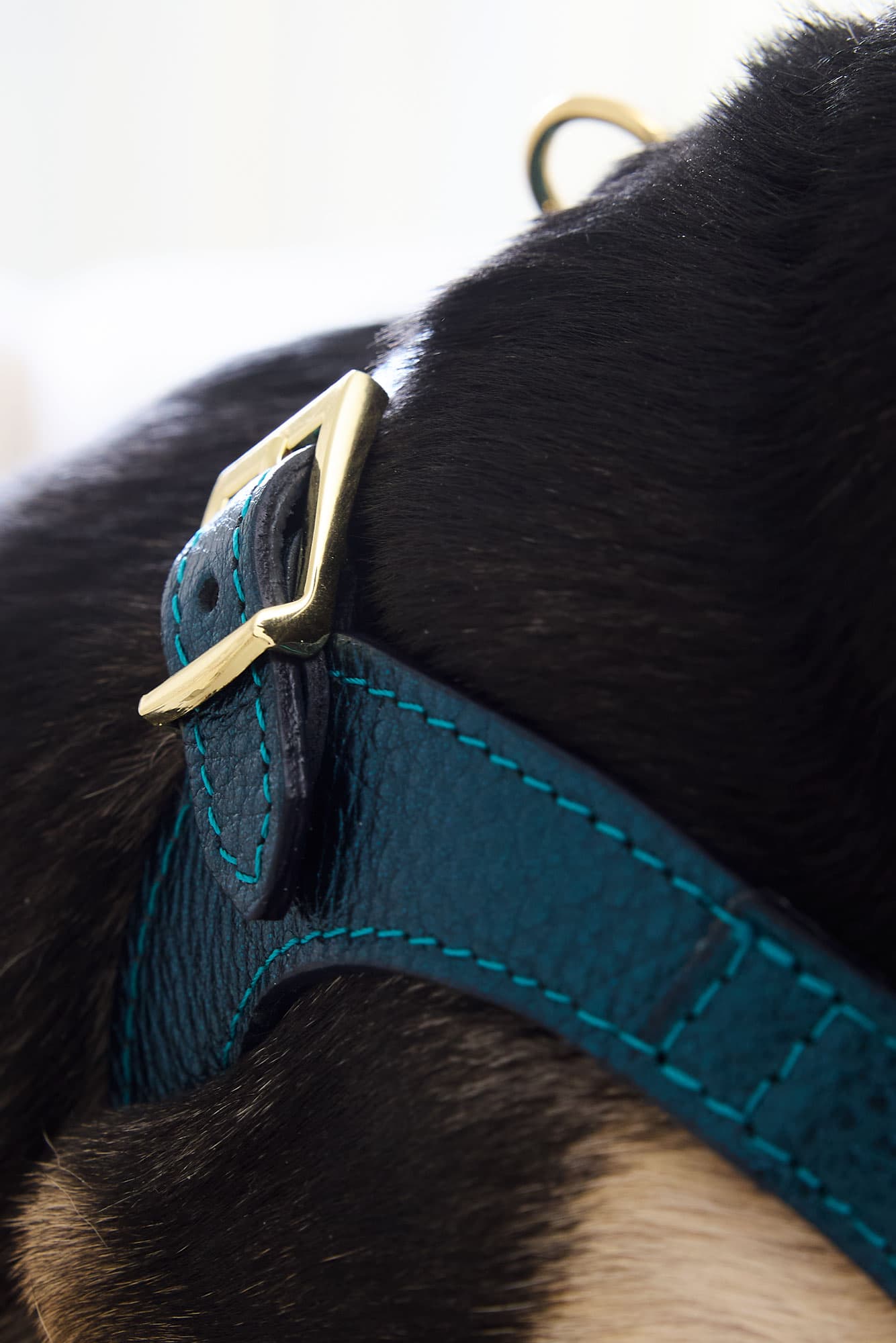 Edición Limitada Kit Arnés Emerald