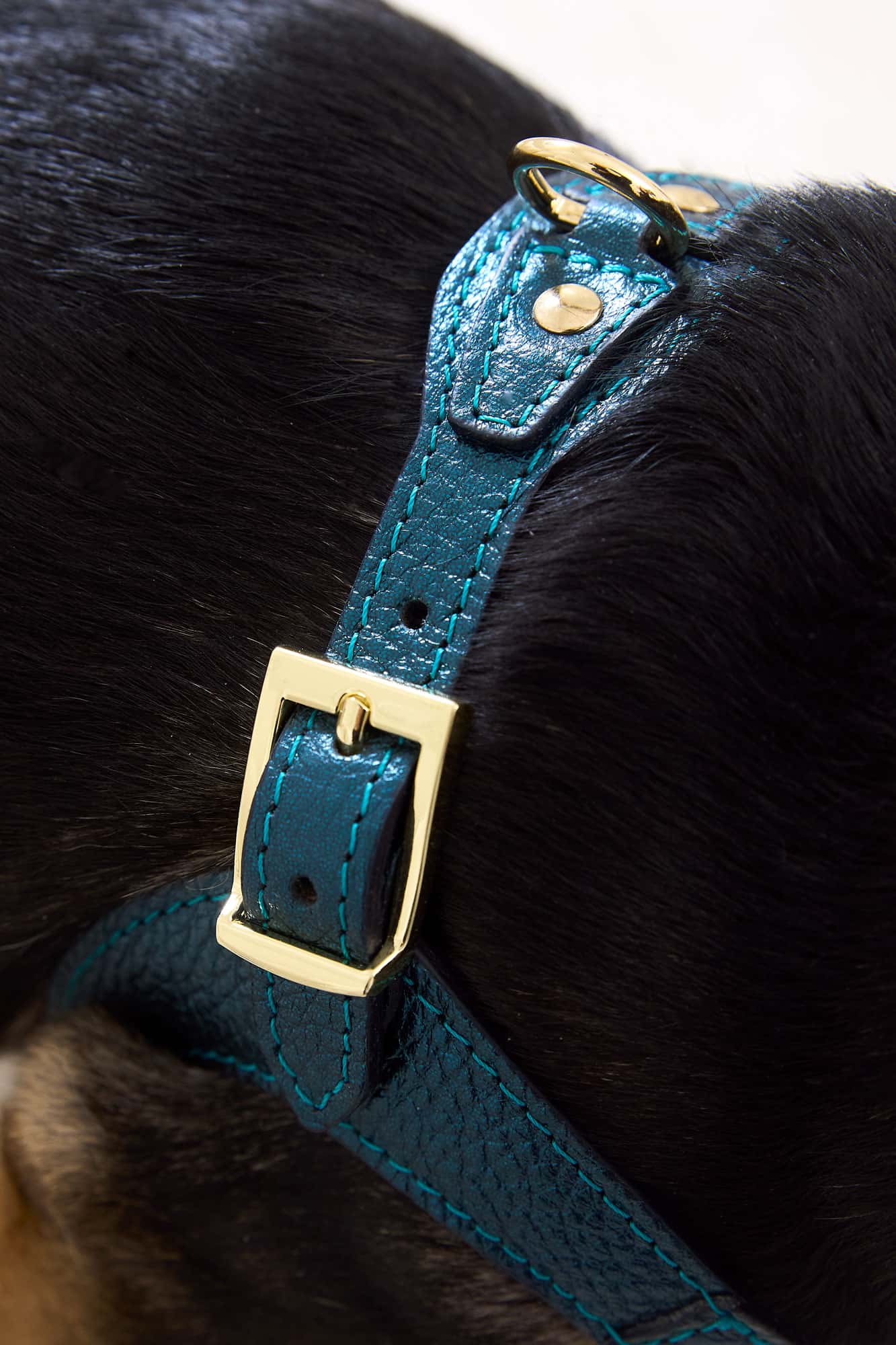 Edición Limitada Kit Arnés Emerald