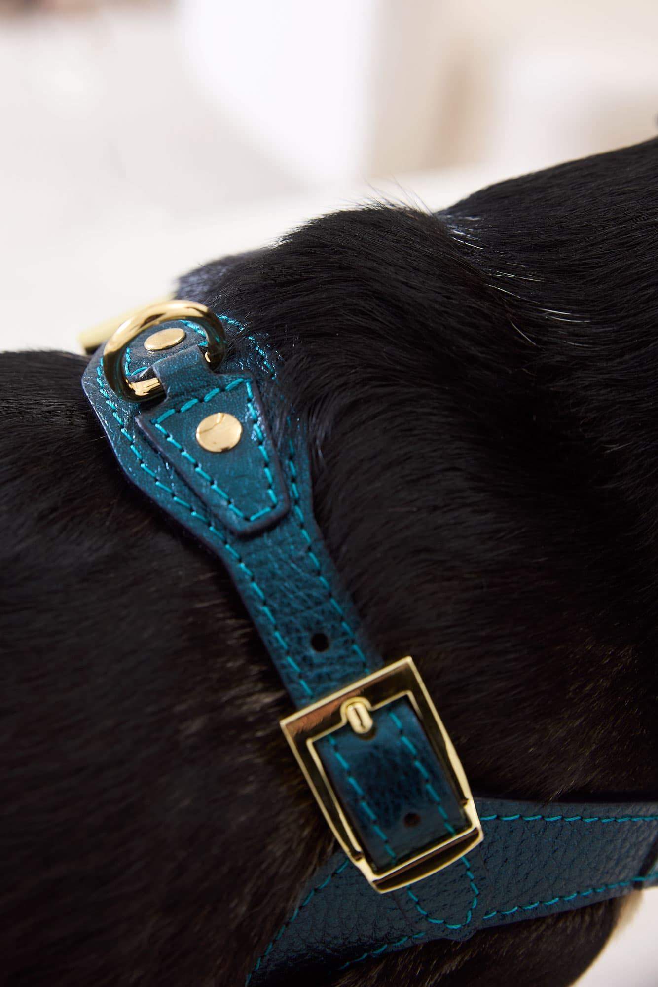 Edición Limitada Kit Arnés Emerald