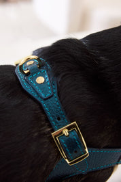 Edición Limitada Kit Arnés Emerald