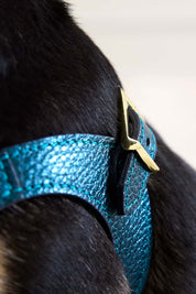 Edición Limitada Kit Arnés Emerald