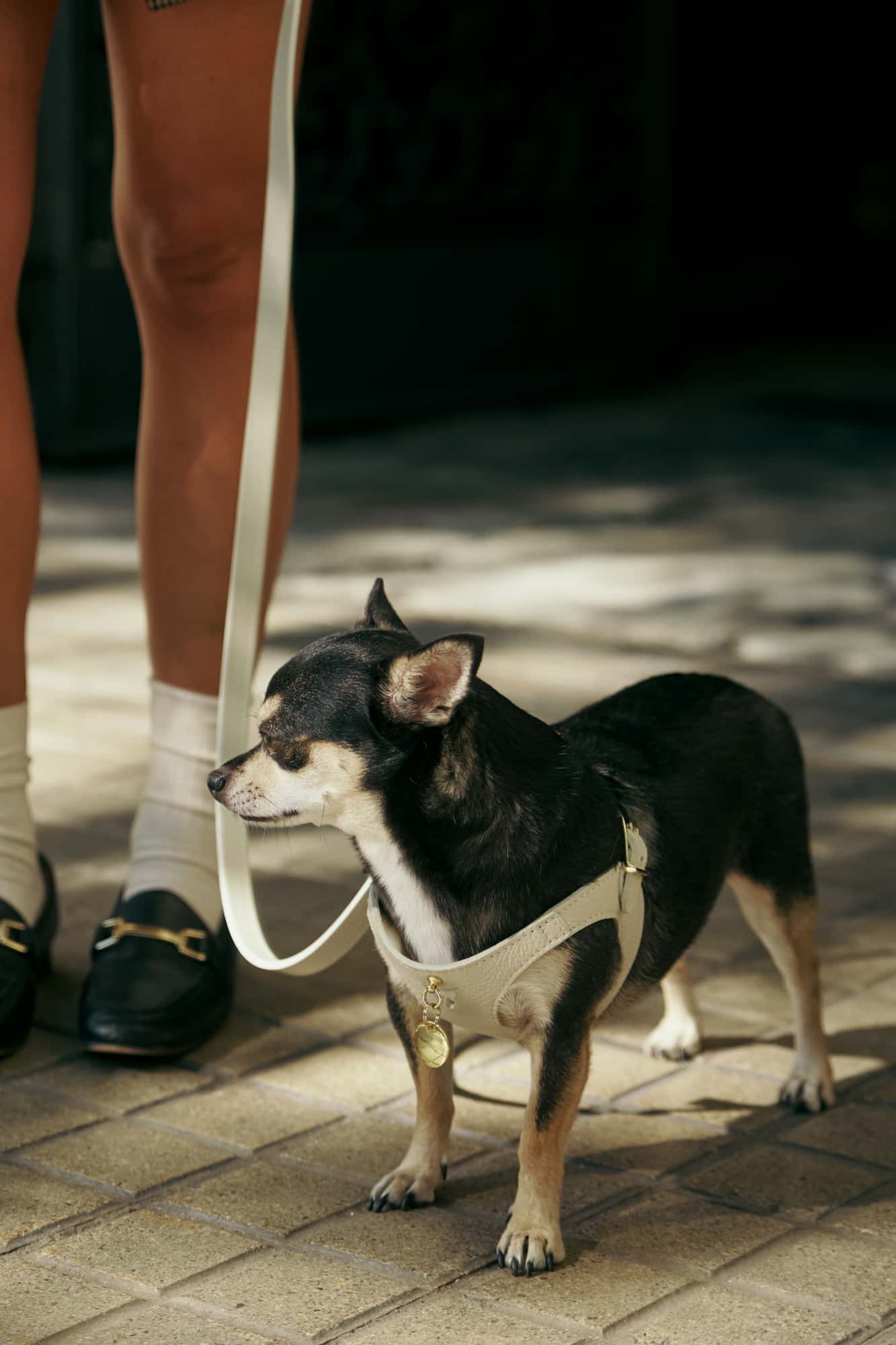 Kit harnais Chien Juno blanc