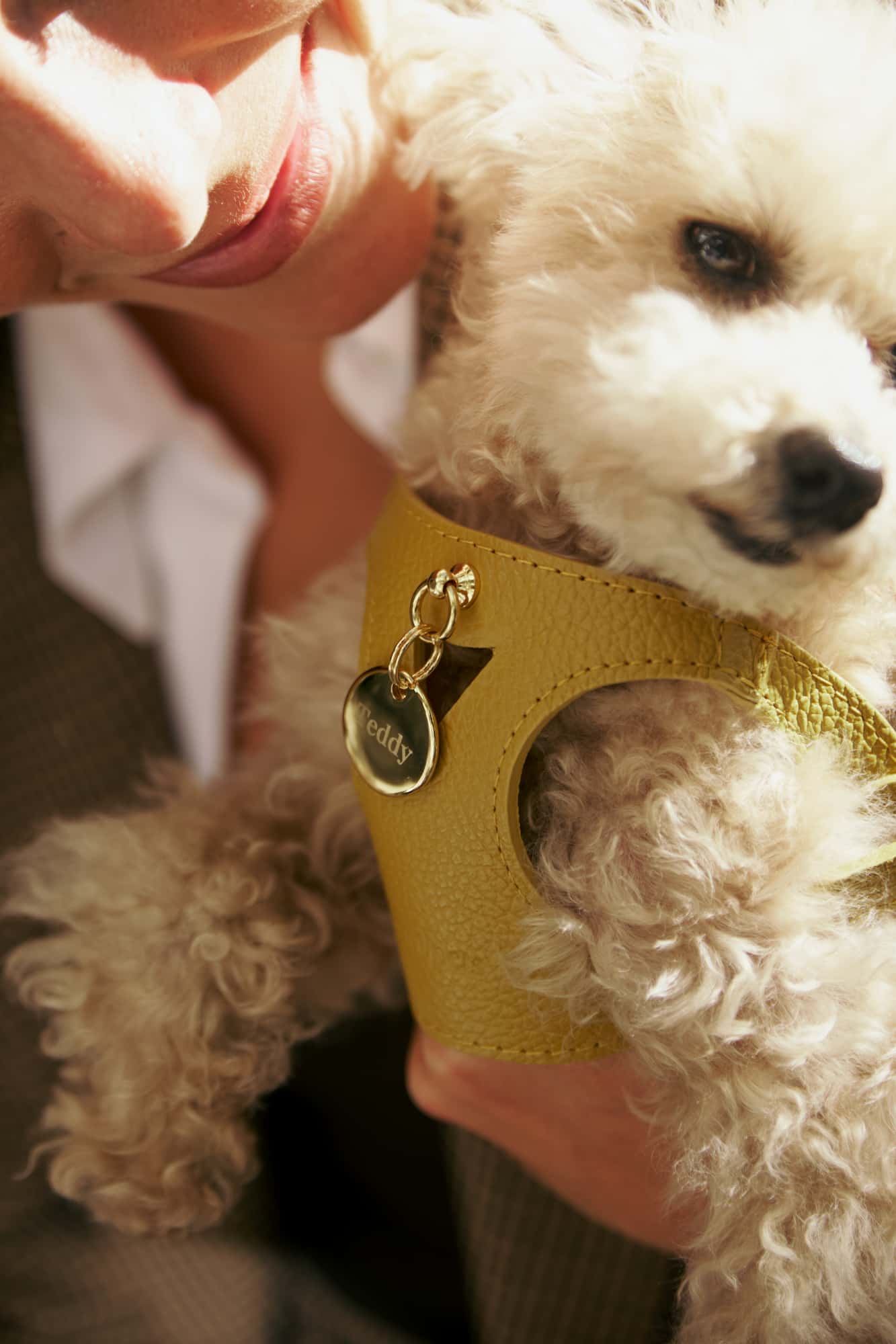 Kit arnés perro Juno amarillo mostaza