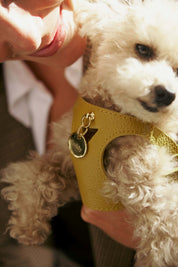 Kit arnés perro Juno amarillo mostaza