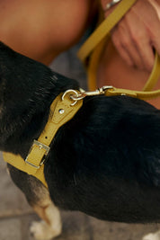 Juno dog harness mustard yellow