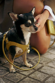 Kit arnés perro Juno amarillo mostaza