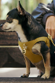 Kit arnés perro Juno amarillo mostaza