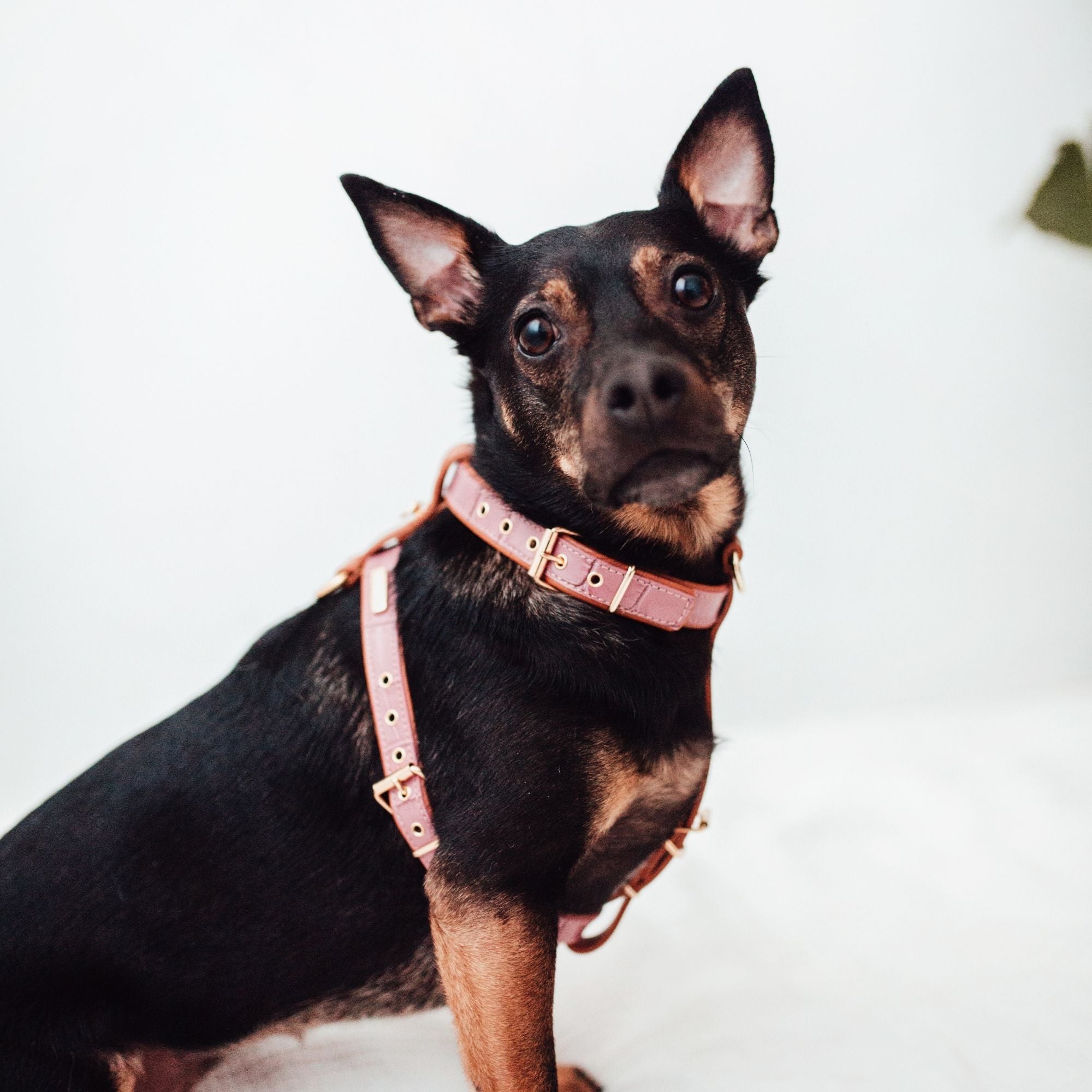 Lavender Lia harness