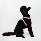 Lavender Lia harness